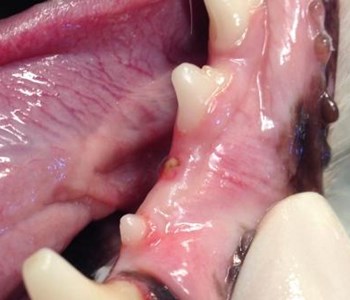 Rodstump af knækket tand