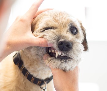 krave Fjendtlig knus Tandbehandling hund og kat | Rødkærsbro og Karup Dyreklinik