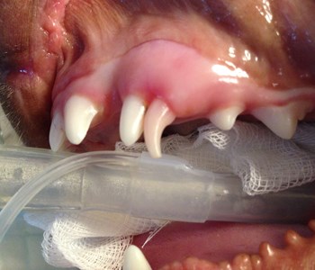 Mælketænder fejlstillede tænder | Rødkærsbro og Karup