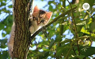 Kat kigger ud fra et træ