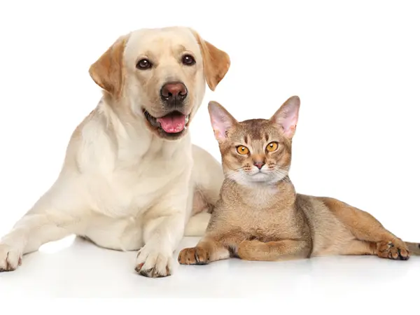 Hund og kat ligger sammen på hvid baggrund